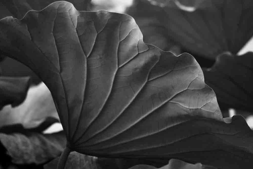 S10-98 米色青磁水滴 箱付 高麗青磁 書道具 筆硯 朝鮮 李朝 韓国 高麗 古玩 中国古美術 書道具 サイズ 5.7cmX6.0cm 高さ 3.6cm 中国書道具　木製硯箱 (龍彫刻硯.文鎮.青磁水滴.印材)